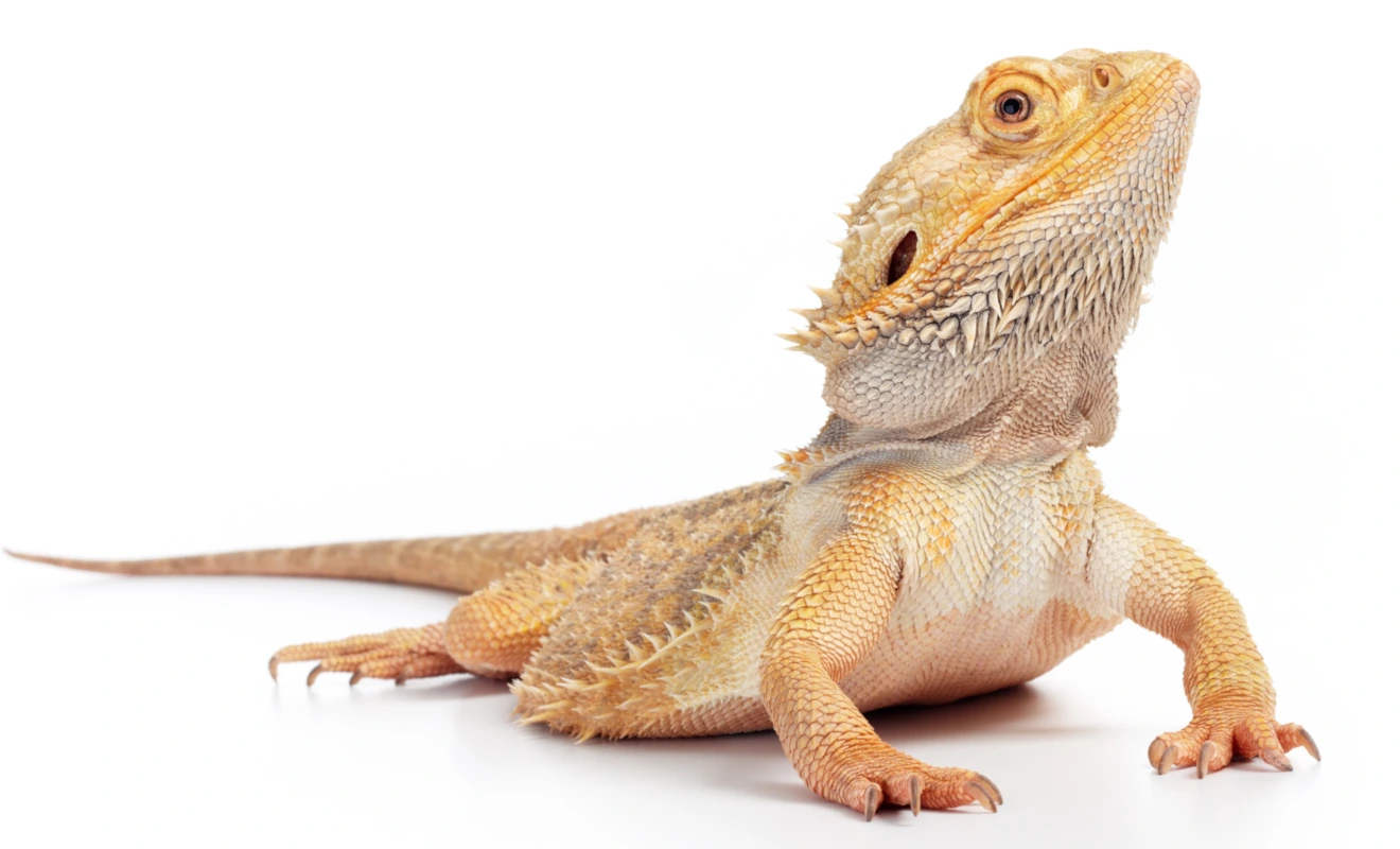 Keeping a bearded dragon