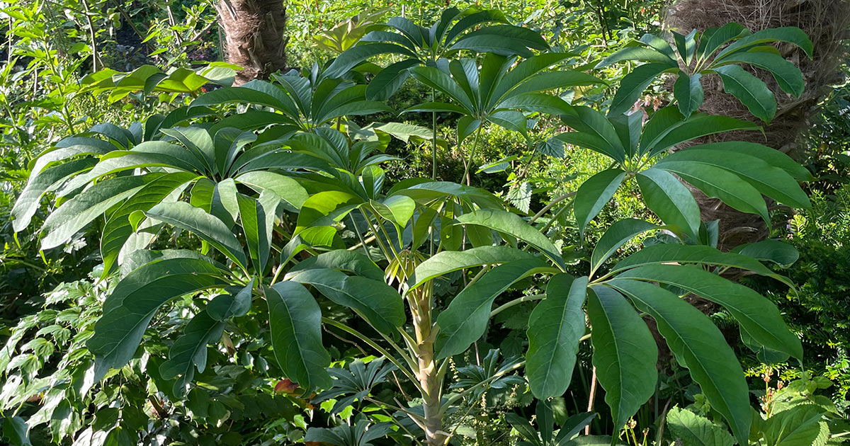 Растенията в терариума