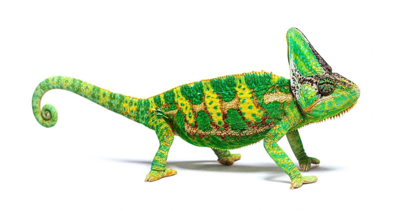 Keeping a Yemen chameleon